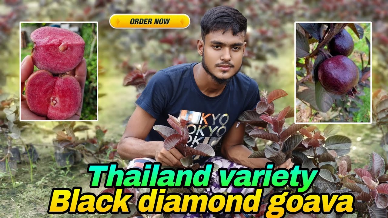 Block diamond goava|| Block diamond  plant|| Thailand red guava || Black diamond  plant available