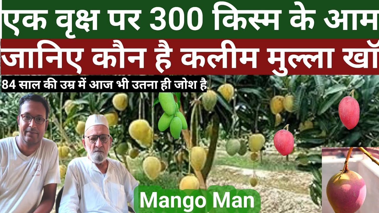 एक वृक्ष पर 300 किस्म के आम | जानिए कौन है कलीम मुल्ला खाॅ | mango man of india | Mango Man