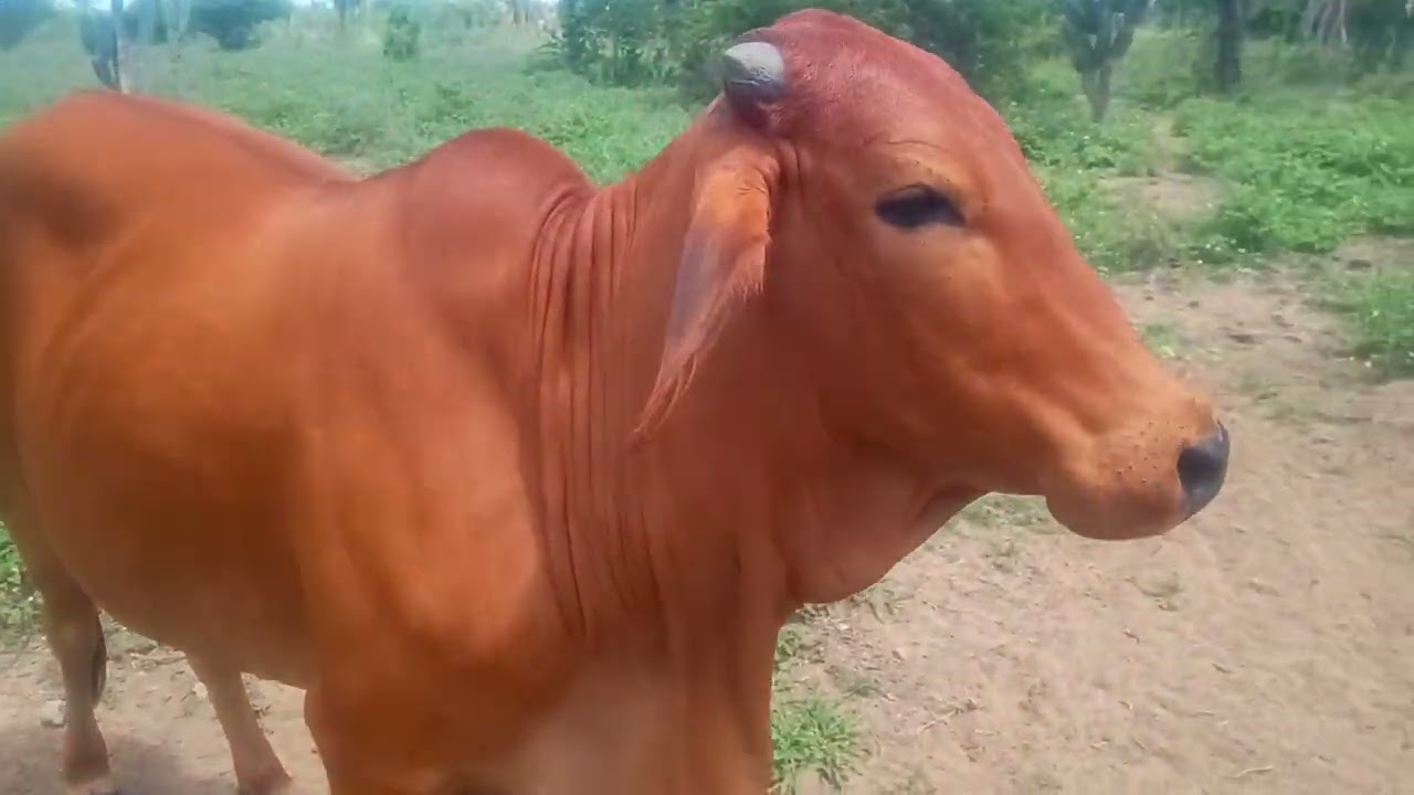 sindi é paixão no sertão
