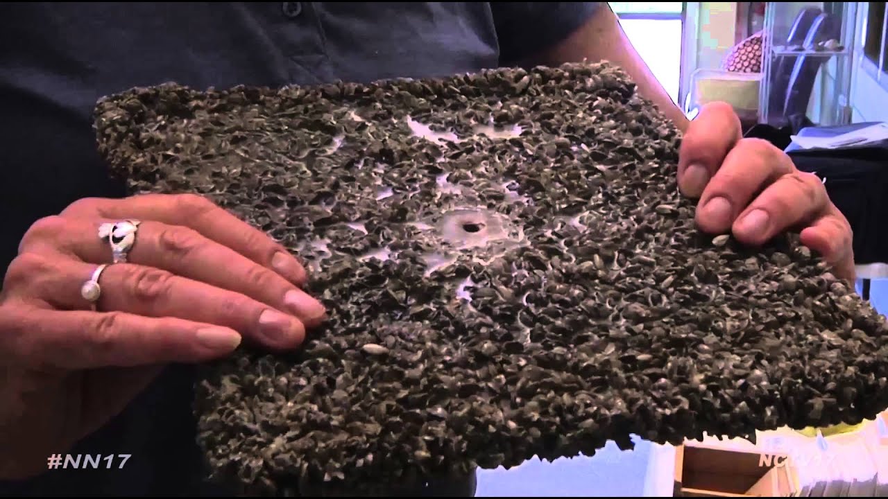 Zebra Mussels