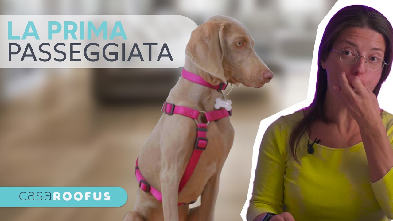 La tua prima passeggiata con il Cucciolo: Collare o pettorina? - Istruzione Cinofila