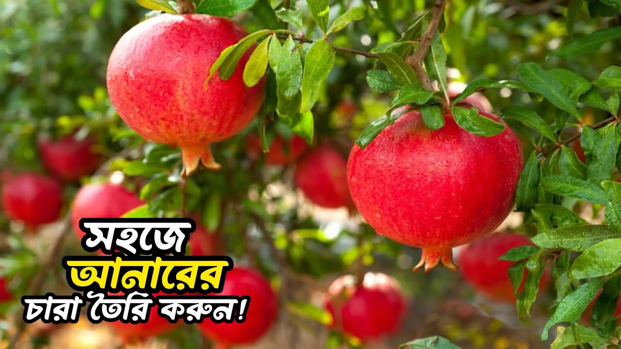 ৭০০ গ্রাম ওজনের আনার থেকে চারা তৈরি করার সহজ পদ্ধতি । Shobujer Angina ☘️