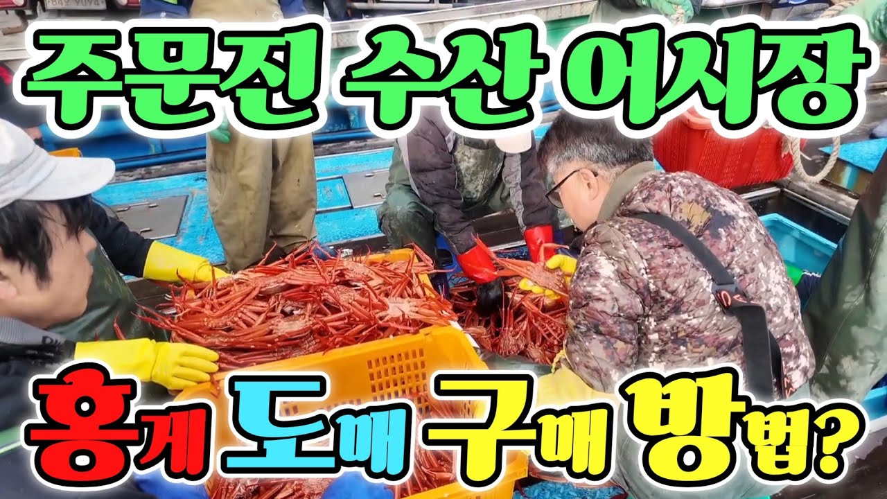 주문진 수산 어시장 홍게 배 입항! 한짝에? 절대 제 값주고 못먹을듯! 최신정보 긴급공개! Korean fish market channel 