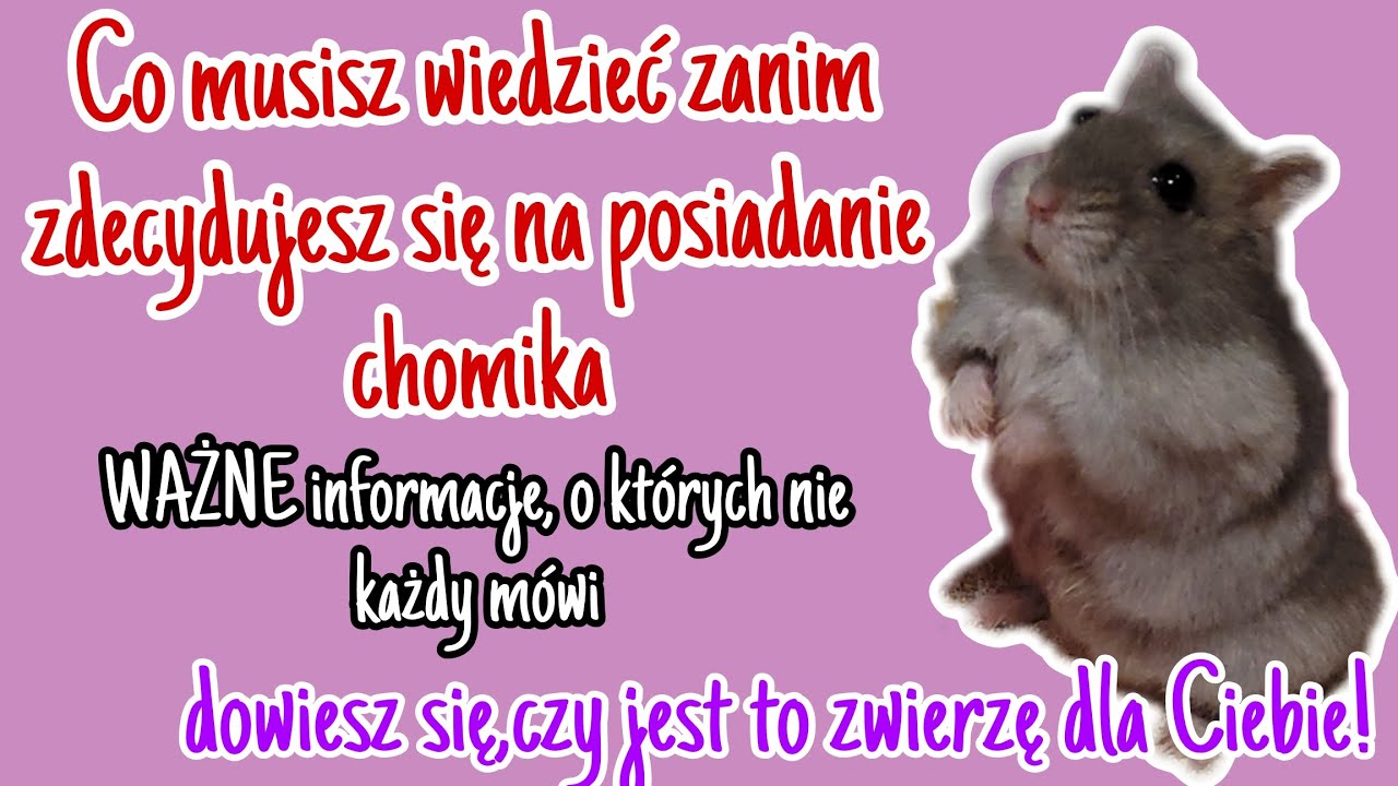 Co musisz wiedzieć przed zakupem CHOMIKA? Informacje, o których NIE KAŻDY mówi!