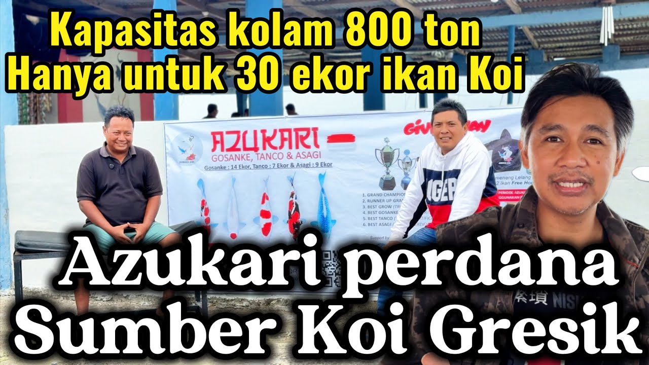 800 ton untuk 30 ekor ikan Koi ‼️Perdana Azukari berdurasi 4 bulan,Sumber Koi Gresik 