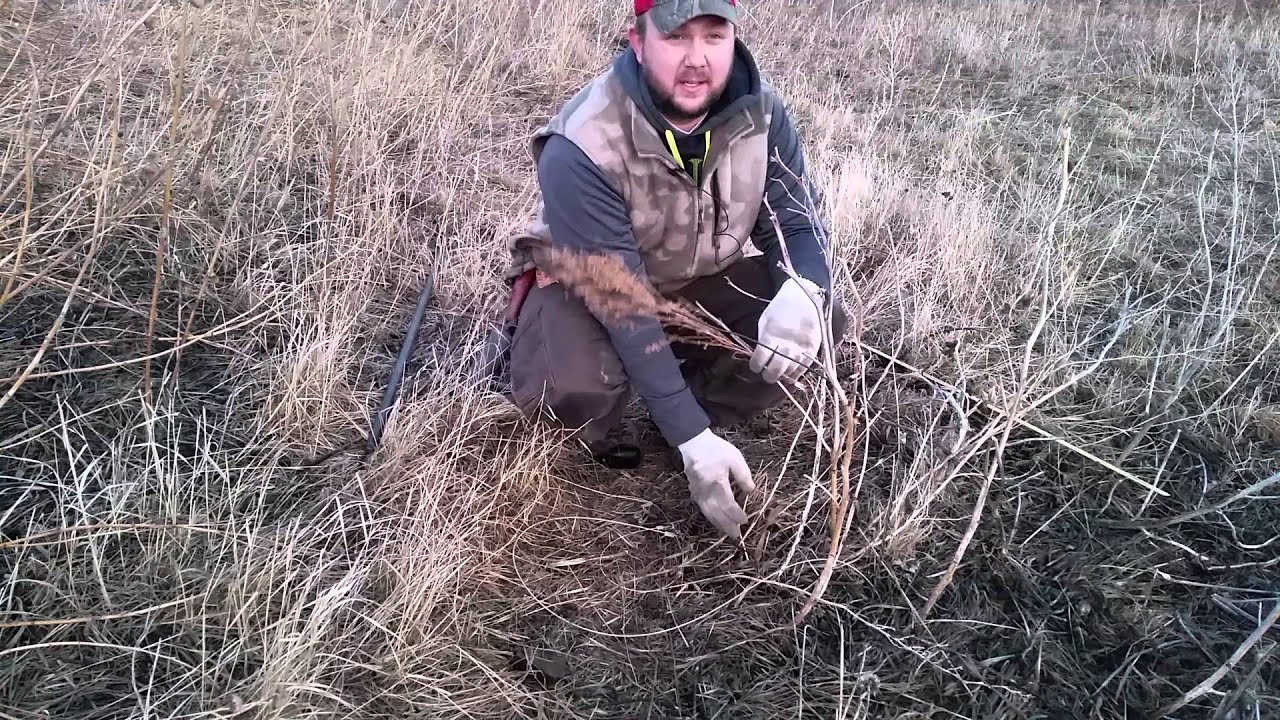 How to snare coyotes with the ultimate snare support system.