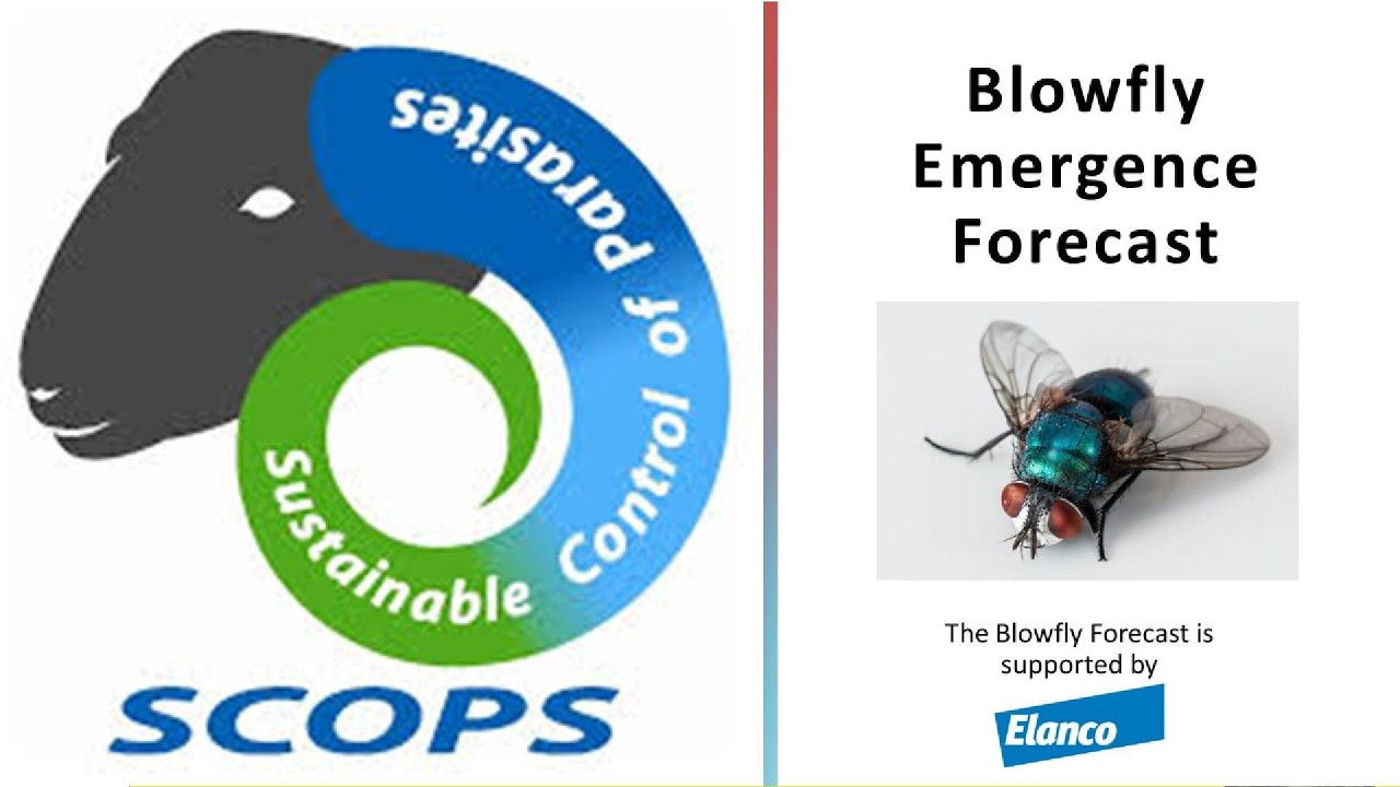 Blowfly Emergence Forecast Guidance 2026