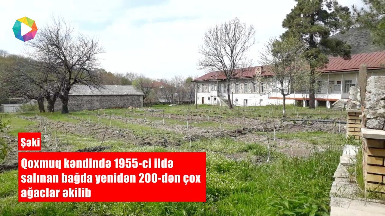 Şəki | Qoxmuq kəndində 1955-ci ildə salınan bağ yenidən quruldu (2020)