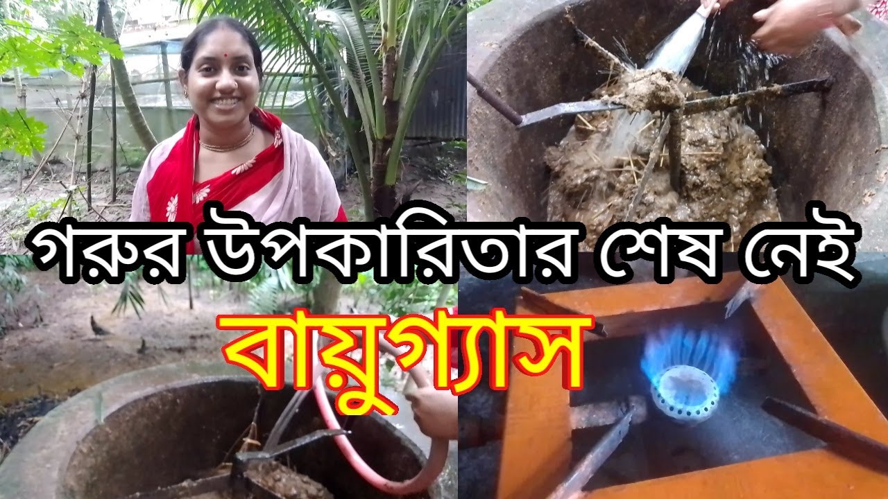 কিভাবে গরুর গোবর দিয়ে গ্যাস তৈরি করে রান্না করি | যে গ্যাস কখনো শেষ হওয়ার চিন্তা নাই |