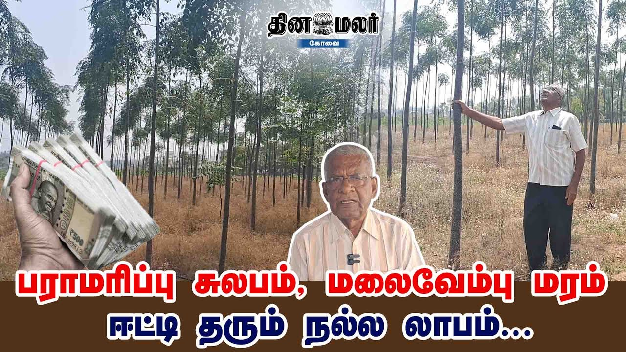 பராமரிப்பு சுலபம், மலைவேம்பு மரம் ஈட்டி தரும் நல்ல லாபம்...