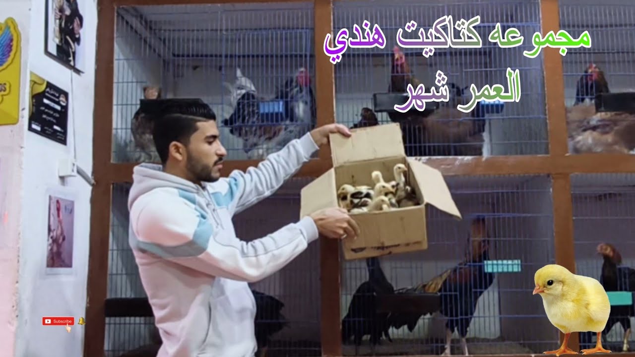 كتاكيت هندي العمر شهر للبيع متاح ثمان كتاكيت هندي اصلي 🐓