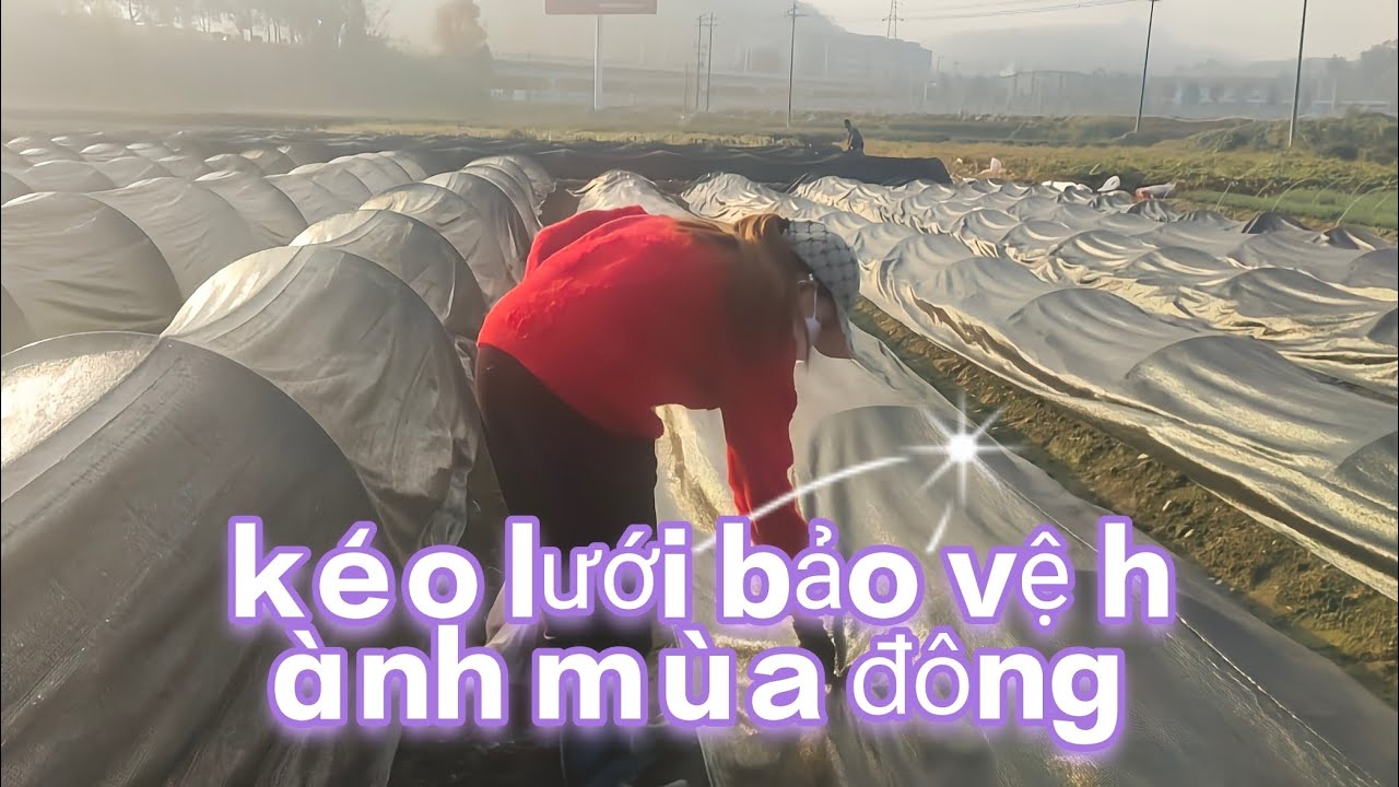 #Trungquoc kéo lưới bảo vệ hành vào mùa đông 