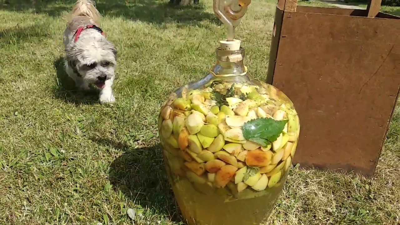 Domowy sposób na wino z jabłek początek lipca - papierówki