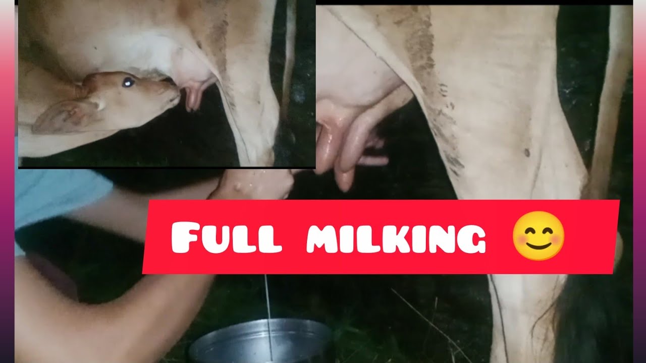 SHAMBHU 🐮 ki maar 🥲, PUJJU 🐄ka pyar❤️