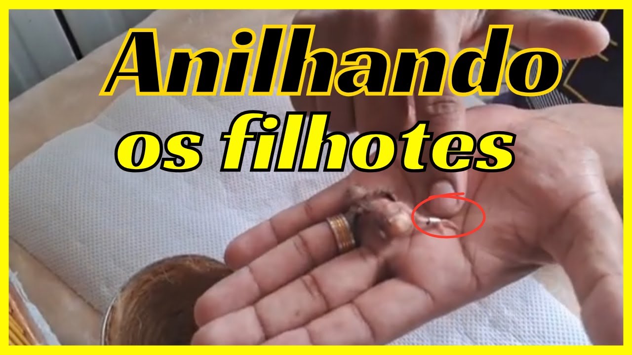 Anilhando os 2 filhotes de coleiros com 7 dias