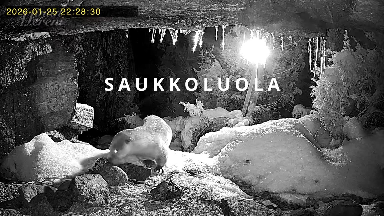 Saukkoluola