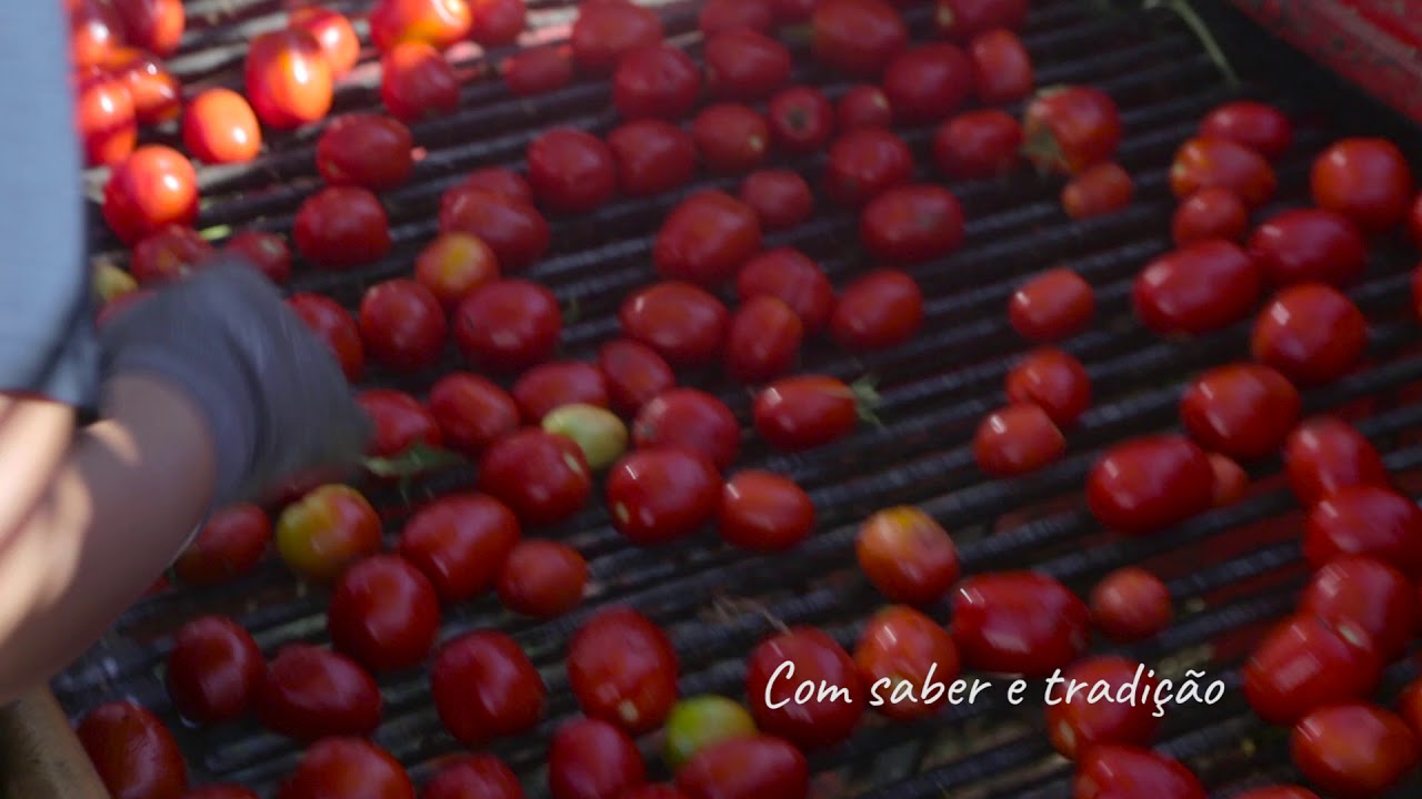 Guloso | A colheita do tomate
