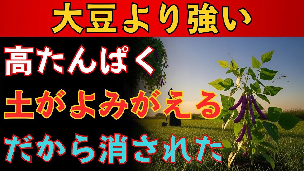 「大豆より強い豆」たんぱく質も、土もよみがえる。なぜ日本はこの作物を忘れたのか？