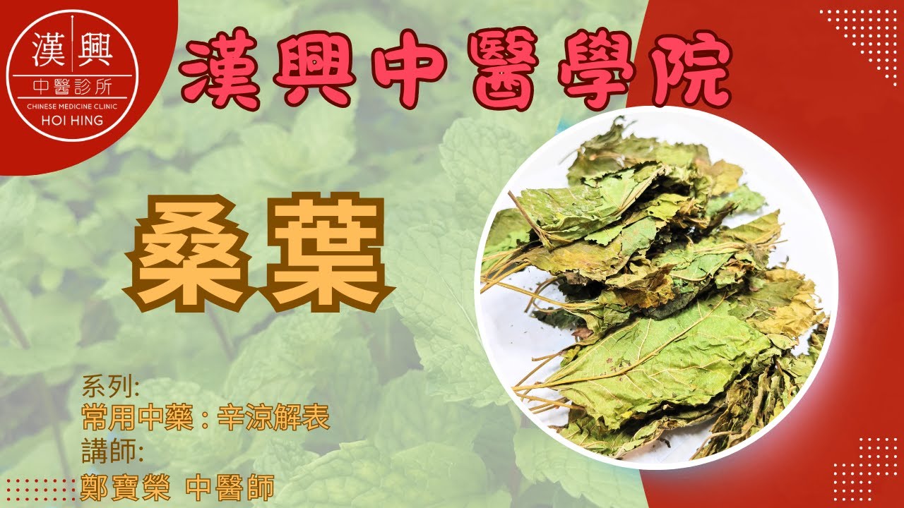 桑葉：清肺明目、疏散風熱的天然良方