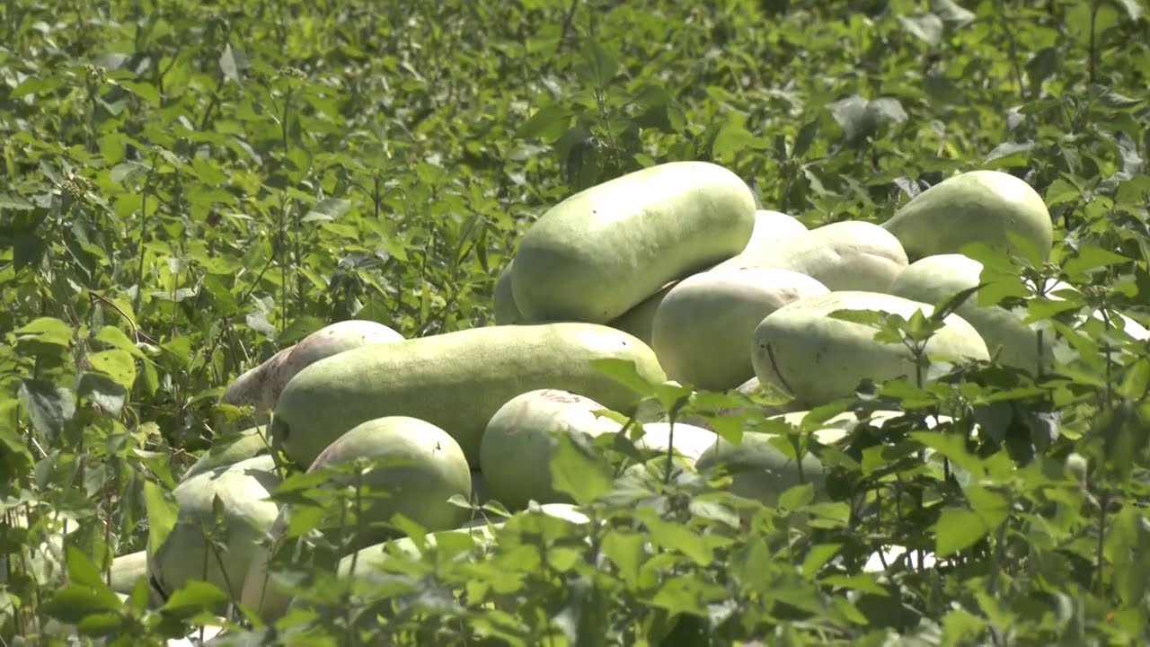 Hechos del Agro - Cosecha de sandía larga