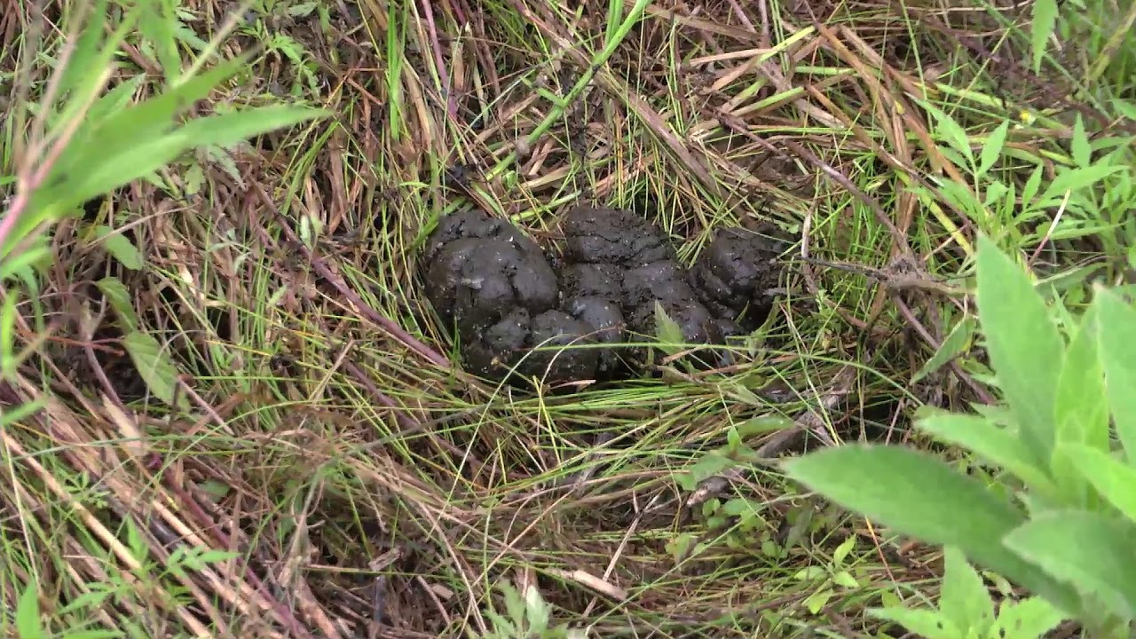 Feral Swine Recent Activity scat and tracks