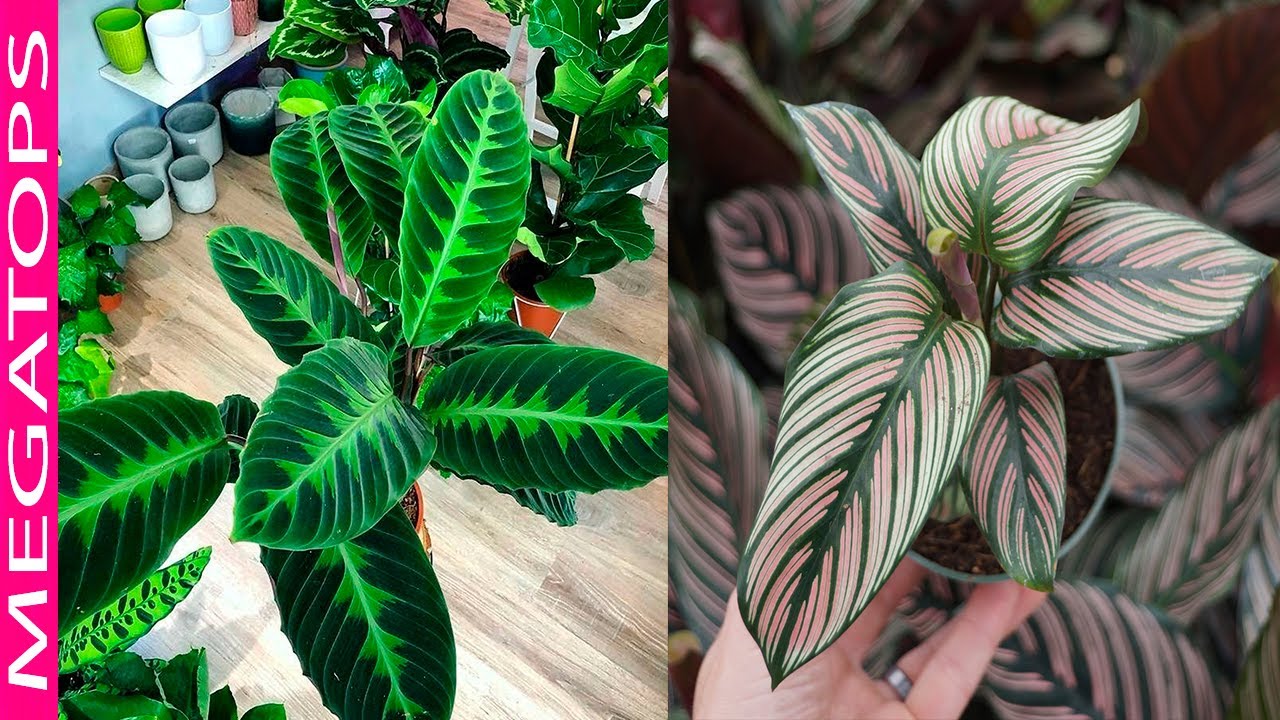 10 Hermosas Variedades de Calatheas