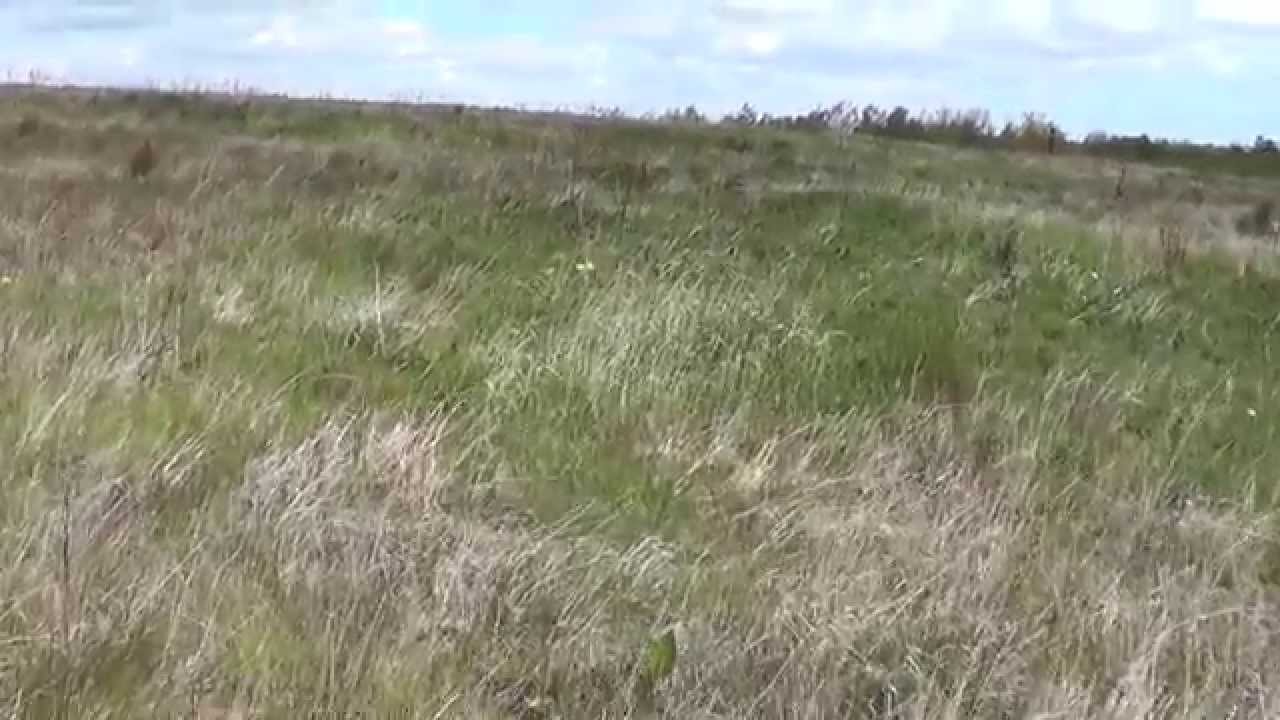 quail hunt, birds nests eggs. episode 15, PT1.