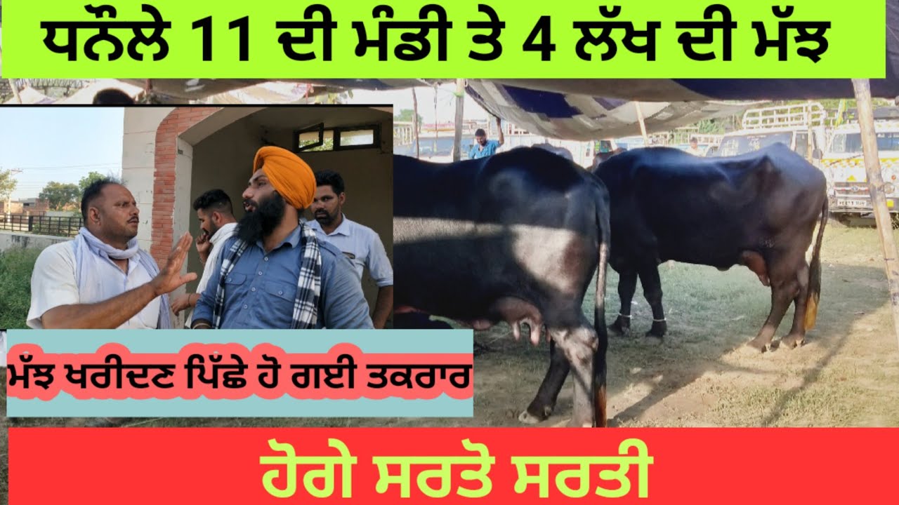 ਧਨੌਲੇ ਮੰਡੀ ਤੇ 4 ਲੱਖ ਦੀ ਮੱਝ। 4 लाख की भैंस धनौला मंडी पे। buffelo price is 4 Lakh। पंजाब पैदावार।