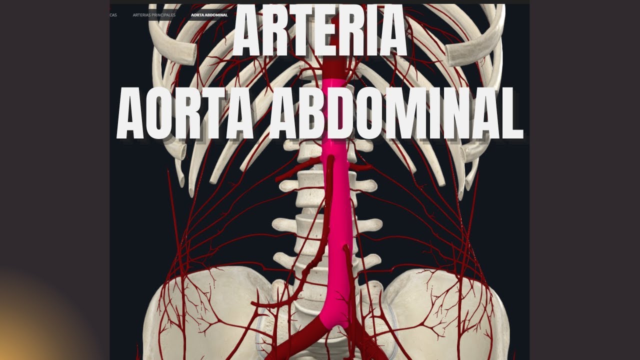 ARTERIA AORTA ABDOMINAL (AAA)