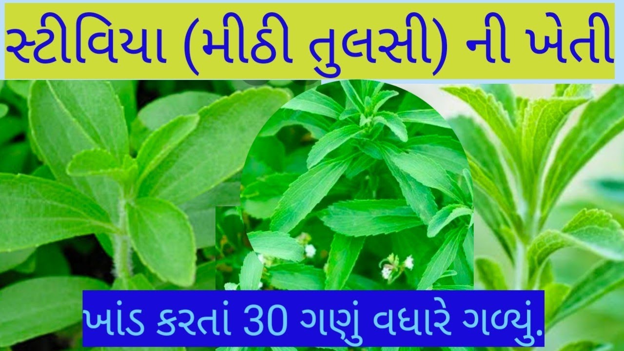 સ્ટીવિયાની ખેતી-ખાંડ કરતા 30 ગણું વધારે ગળ્યું || stevia -swallowed 30 times more than sugar.