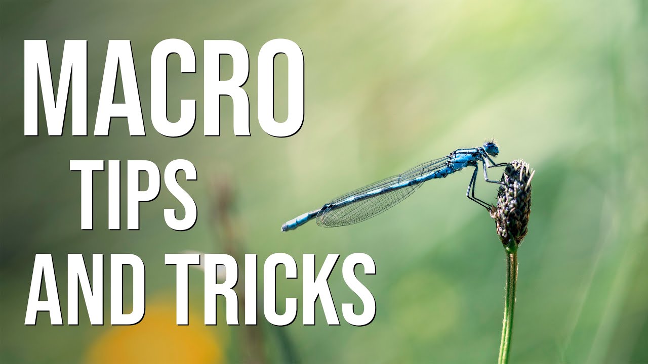 Macro: Easy tips for beautiful, shallow depth of field shots (plus Lightroom and focus stacking)