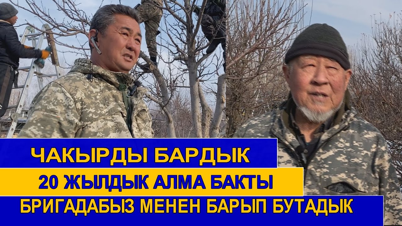 ЧОҢ 20 ЖЫЛДЫК  АЛМА  БАКТАРДЫ БУТАП ЖАТАБЫЗ