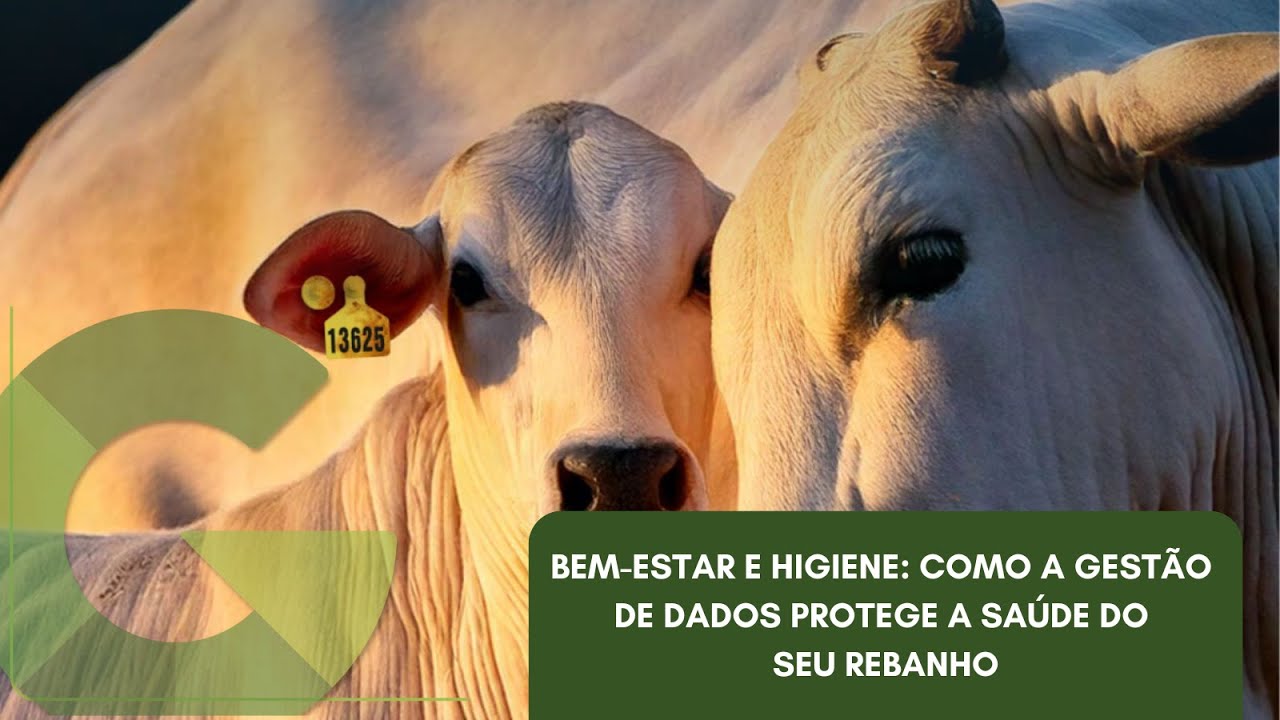 BEM-ESTAR E HIGIENE: COMO A GESTÃO DE DADOS PROTEGE A SAÚDE DO SEU REBANHO