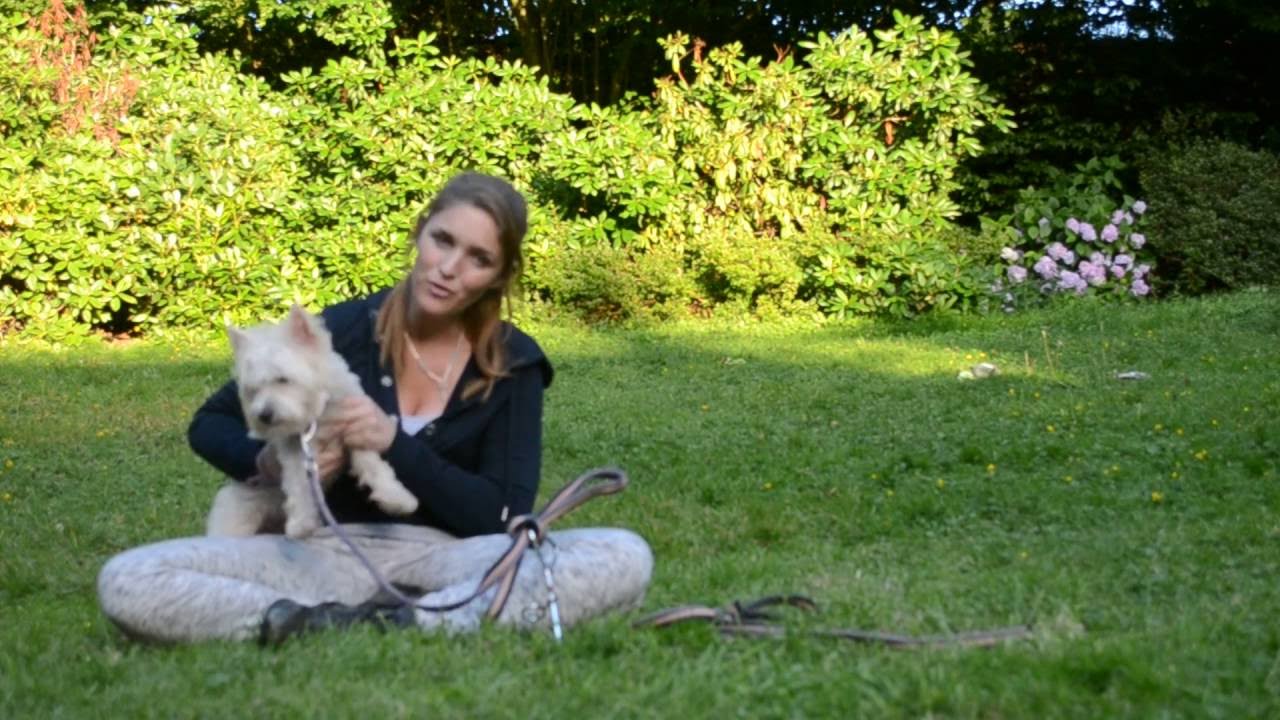 Les conseils d'Emi: Description de la race le Westie ou terrier blanc
