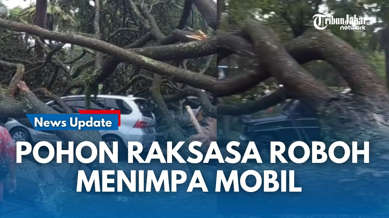 BREAKING NEWS !!  Pohon Raksasa Roboh Menimpa Sejumlah Mobil  di Padalarang, Warga Panik Berhamburan