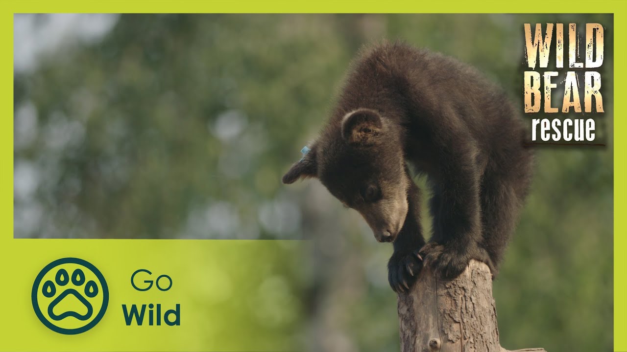 Renny the Runt | Wild Bear Rescue S3E11 | Go Wild