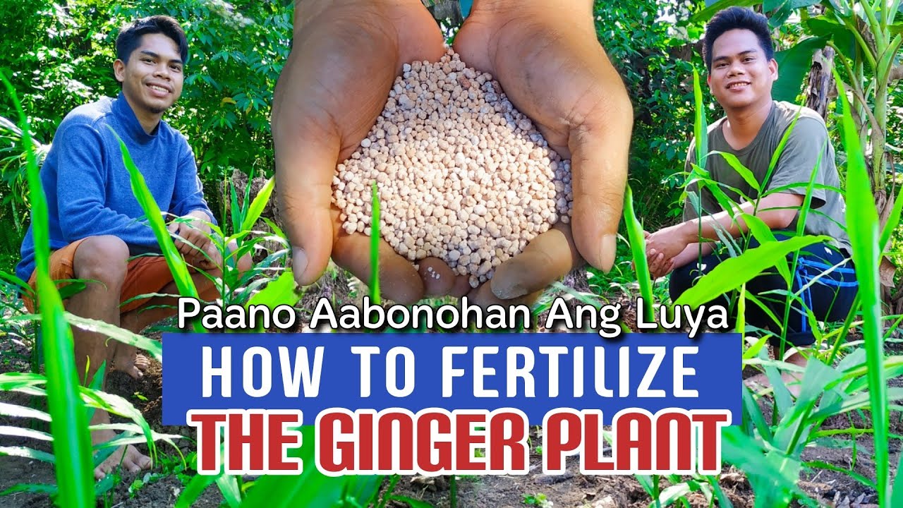 Paano Aabonohan Ang Luya | How To Fertilize The Ginger Plant | Ginger Farming In The Philippines