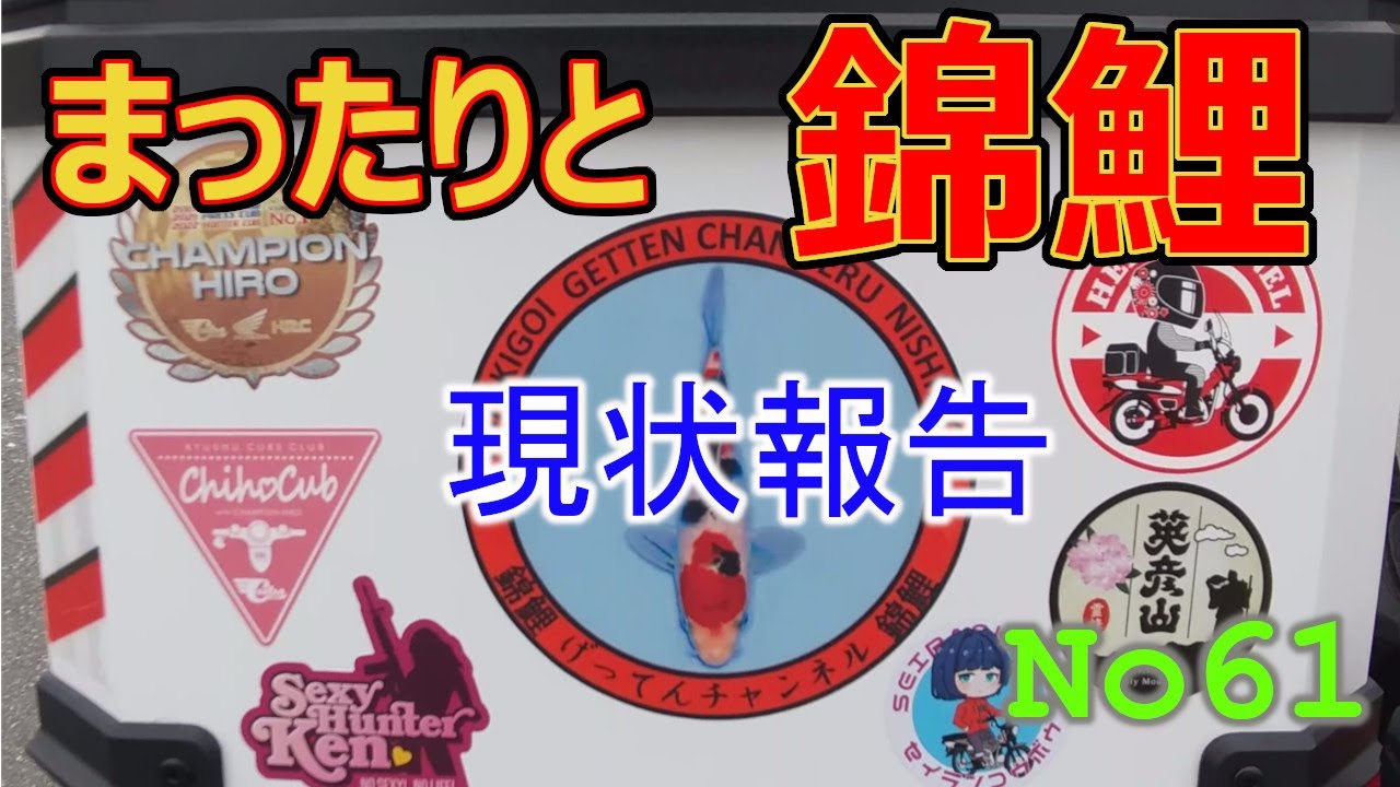 まったりと錦鯉No61【現状報告】