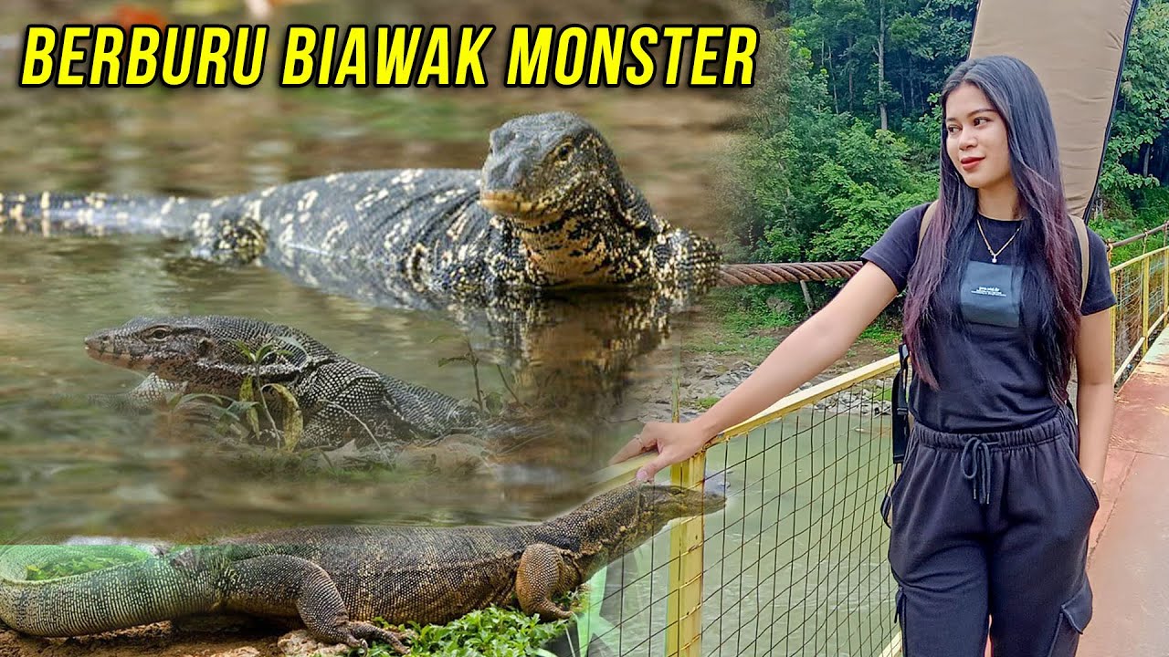 SI CANTIK KEMBALI BERAKSI BERBURU BIAWAK MONSTER