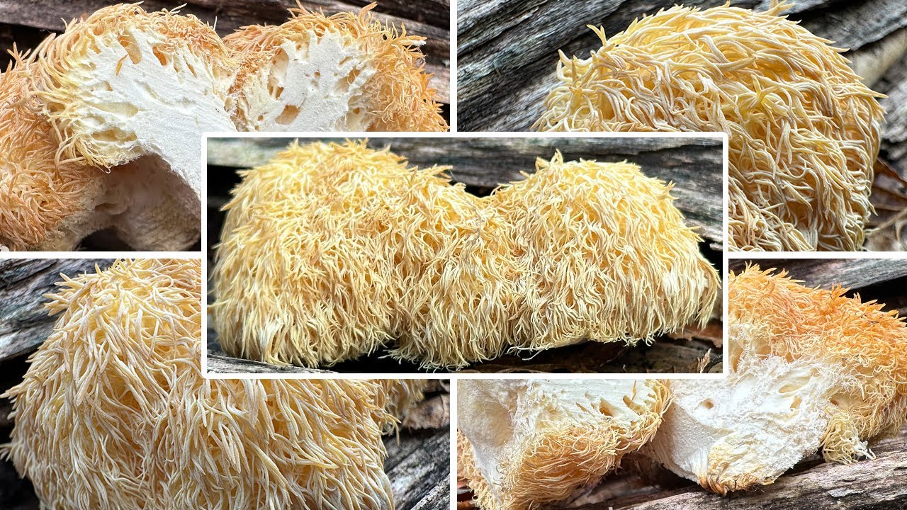 Igelstachelbart Wirkung, Verwechslung & Portrait | Lion's mane Mushroom | Hericium erinaceus