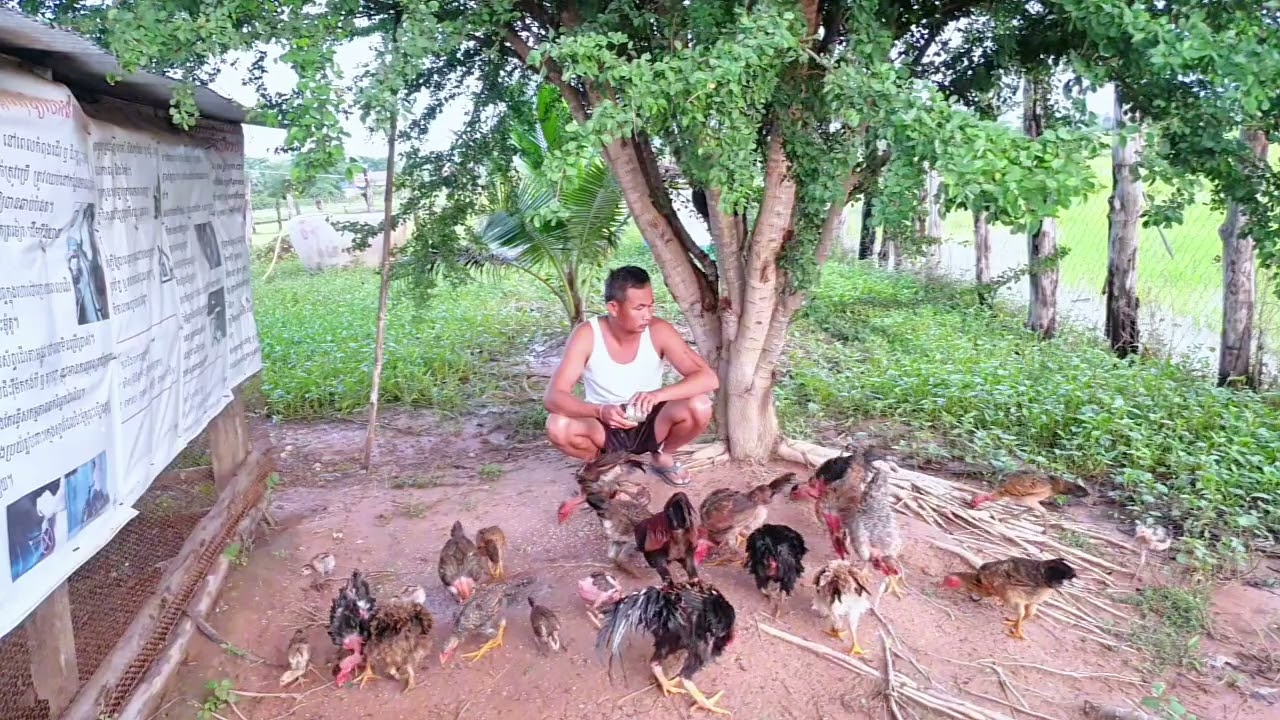 ចិញ្ចឹមមាន់ស្រែបន្ដិចបន្ដួច ដើម្បីផ្គត់ផ្គង់ជីវភាពគ្រួសារ