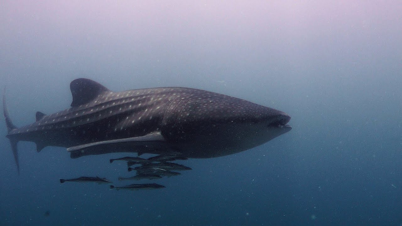 Vilamendhoo Maldives (Diving) Impressions 2013 HD 1080p