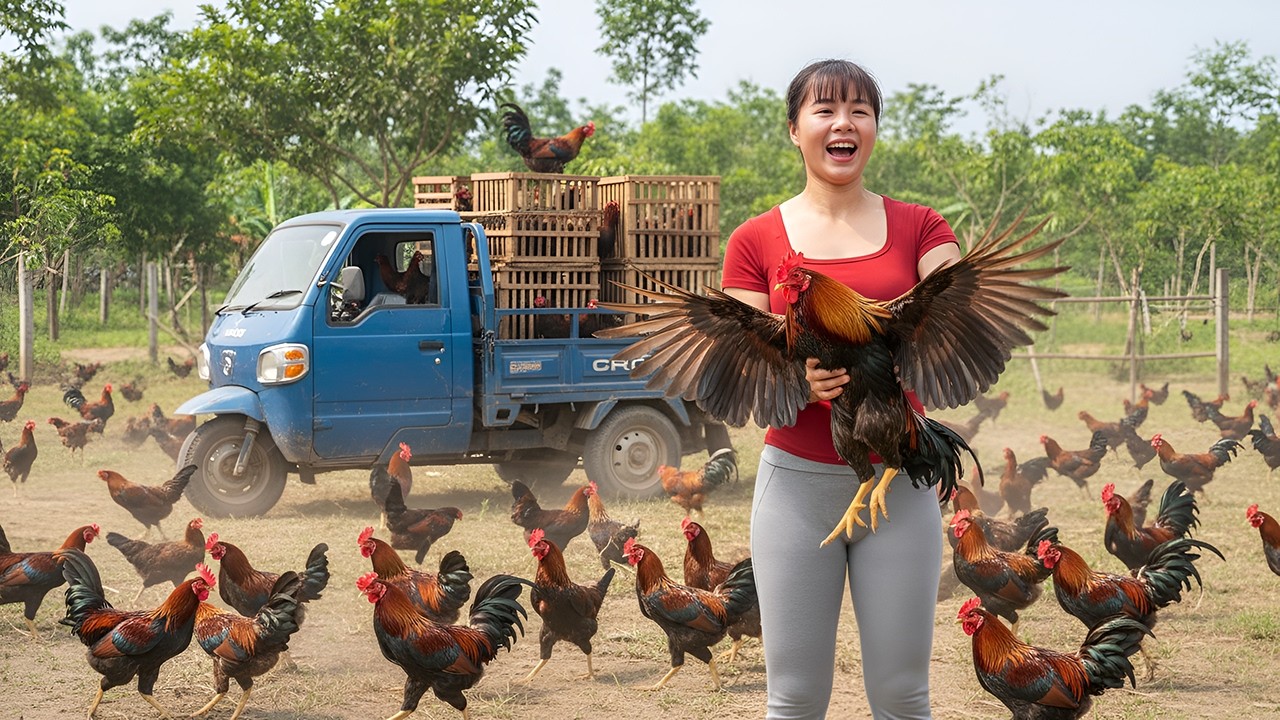 Harvesting Many Chickens on the Farm – Loading Them on a 3-Wheeled Truck to Sell