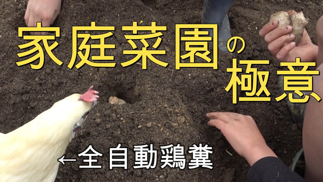 【伝授】イチゴ・ショウガ・サトイモ等植え付けを子供に教えてみたらニワトリがやってきた！