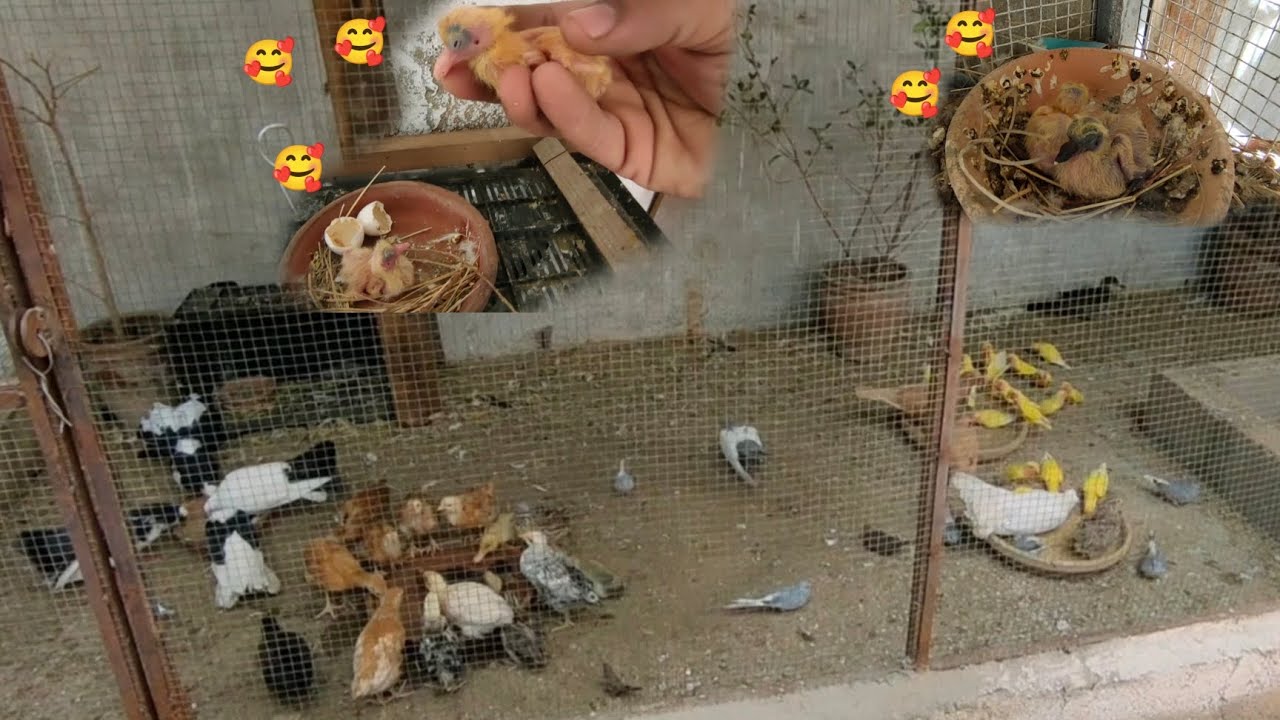 Lucky Kbooter k Bachy 😘 | Mini Zoo House