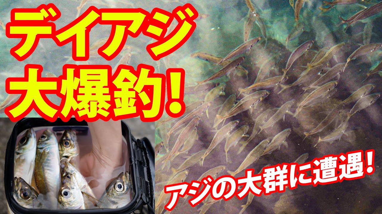 デイアジング大爆釣！～岩崎林太郎（いわさき・りんたろう）秋丸美帆（あきまる・みほ）