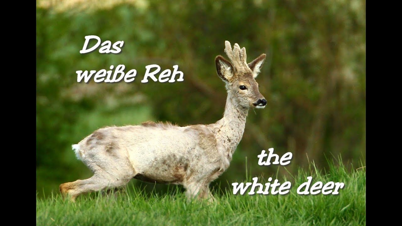 Das wei&szlig;e Reh. Wundervolle Rehe beobachten, Entspannung. Relaxing, watching the wonderful white deer