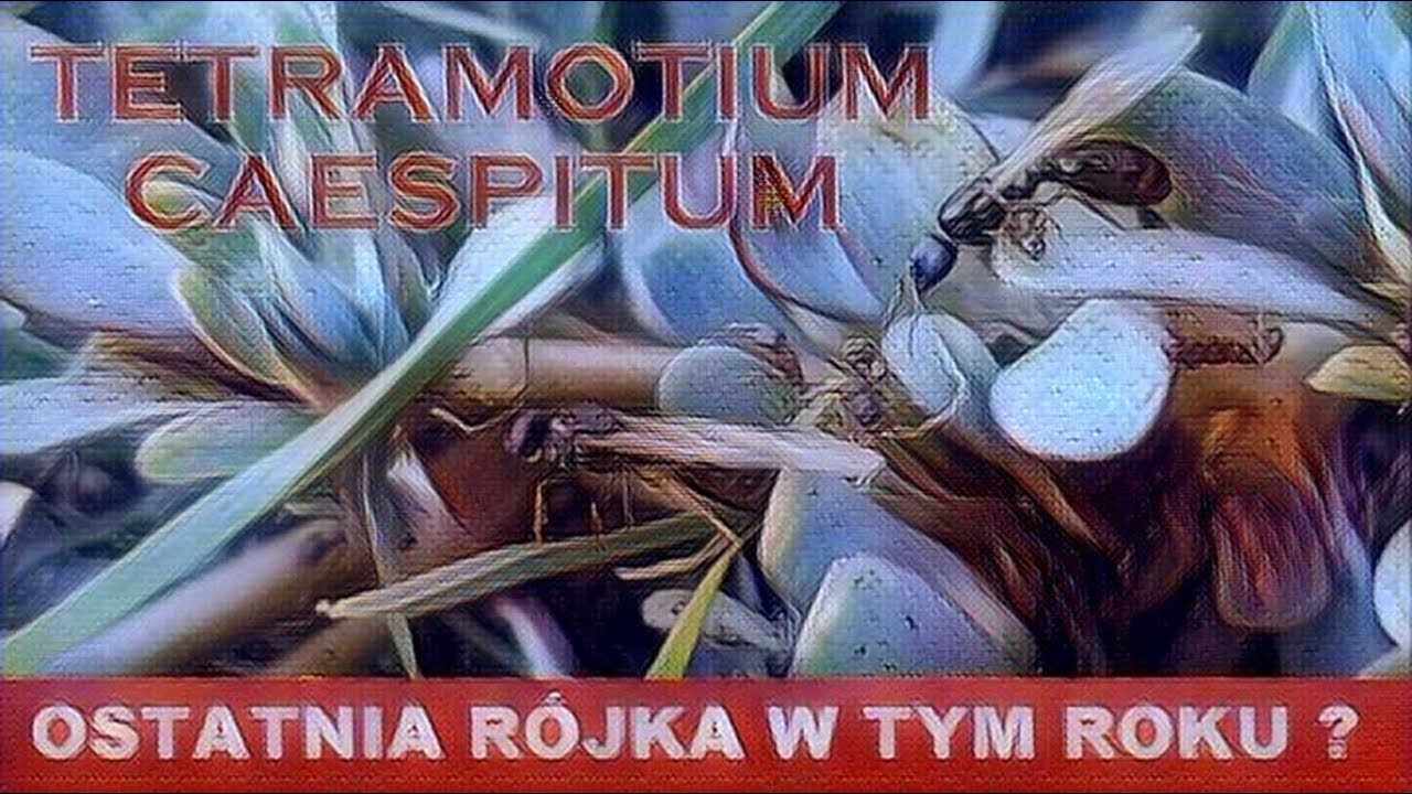 🐜 Tetramorium caespitum - Ostatnia Rójka w Tym Roku ?