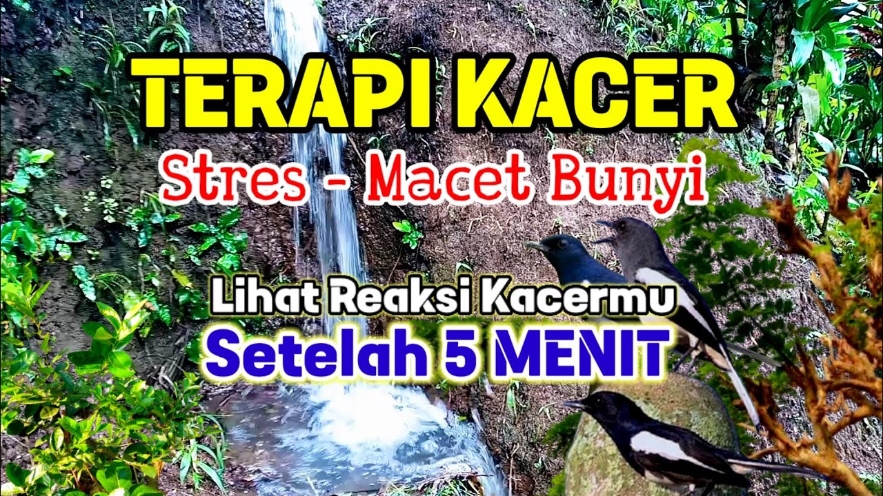 Suara Air Terapi Burung #Kacer Stres dan Macet Bunyi - Pancingan Kacer Malas Bunyi