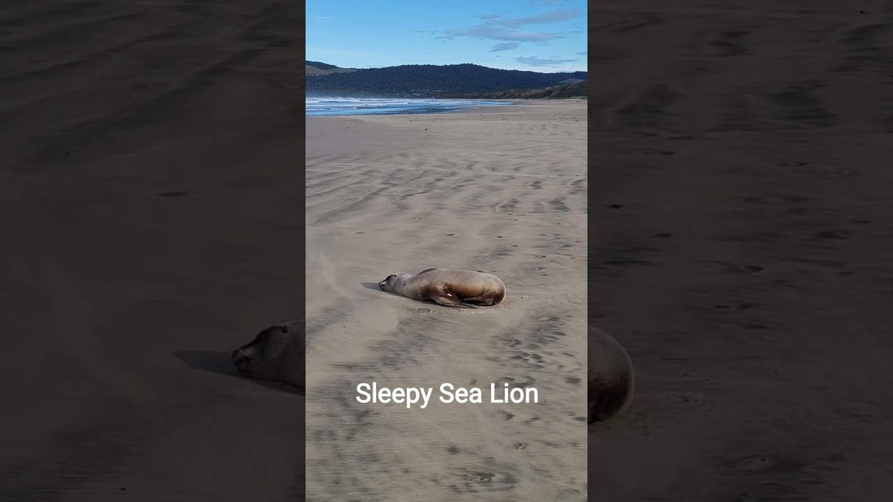 Tahakopa Beach: Catlins Coast New Zealand